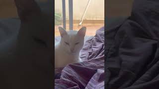 Siesta #diadelluvia #vegeta #gatos #michi #siesta #dormir