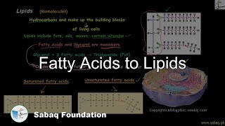 Fatty Acids to Lipids