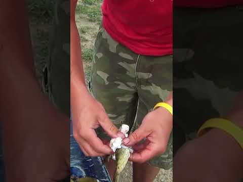 How To Clean a Frog For Cooking Frog Legs