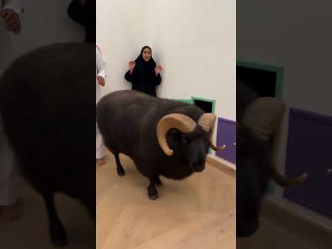 خاروف في دبي!