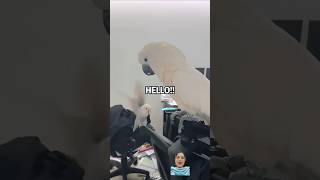 Funny Parrots 111 #shorts 🦜