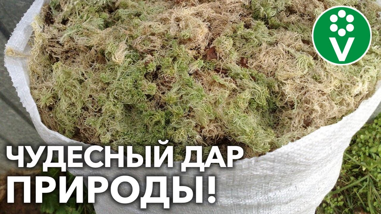 Мох сфагнум в помощь садоводу и огороднику! Как заготовить, где применять, как хранить?