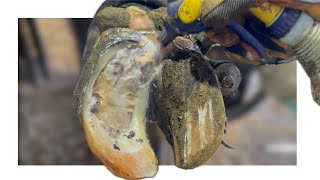 This HOOF TRIM was almost SURGICAL in Nature