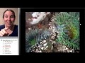 Cnidarians and Their Defense Mechanisms