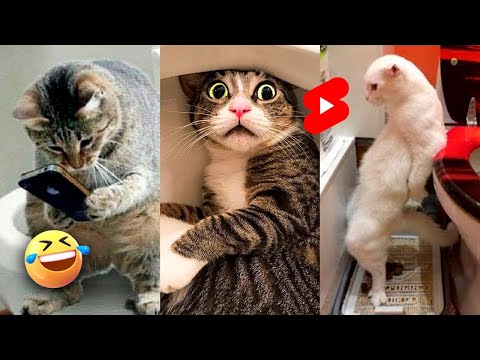 🤣HARÁN PARTIRTE DE RISA estos videos CORTOS de GATOS Y PERROS graciosos