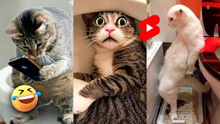 🤣HARÁN PARTIRTE DE RISA estos videos CORTOS de GATOS Y PERROS graciosos