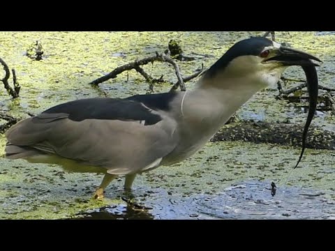 Heron Struggles to Swallow Huge Lizard