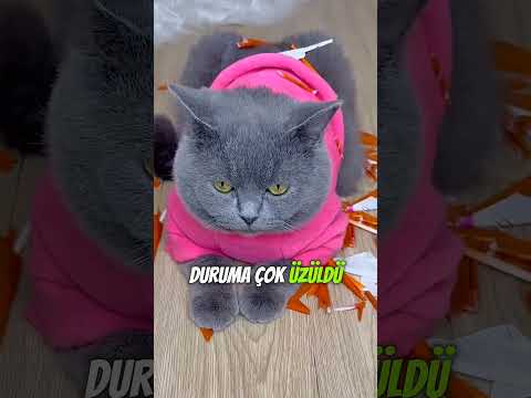 ❤Kutudan Sarı Kedi Çıktı😊🐱