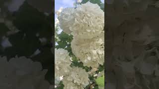 #piano #europe #spring #whiteflower #flowers