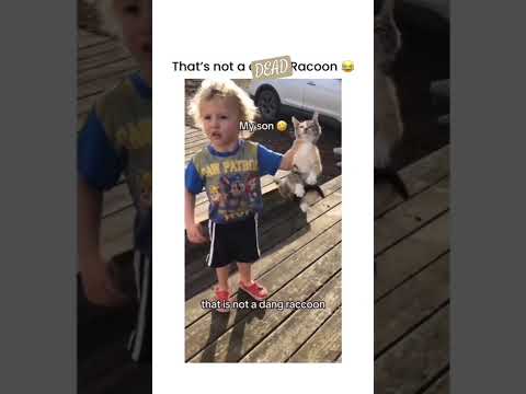 DEAD OR DANG Racoon??🤣😂😂😂🤣SO SWEET