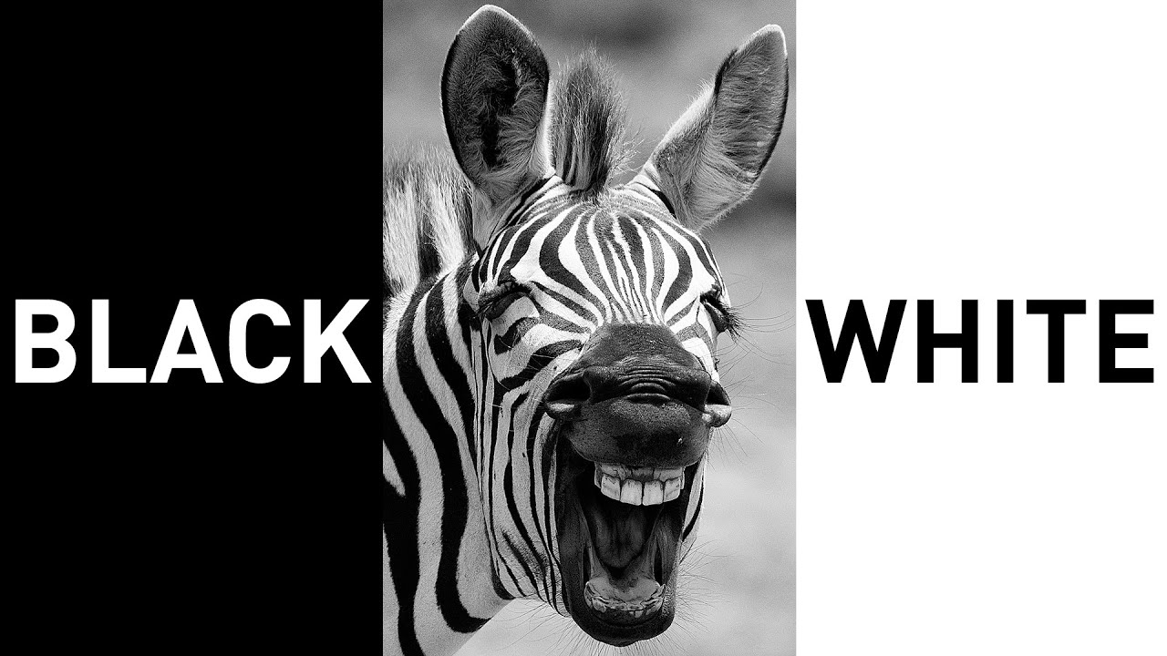 Why so many Animals are Black and White