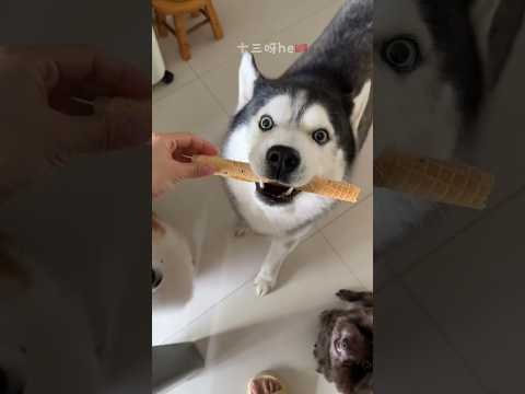 Cute Dogs Sharing Giant Waffle Rolls 🐶❤️Jojo Is Sad Without Your Like & Subscribe 💔