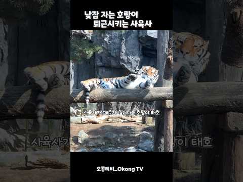 낮잠 자는 호랑이를 퇴근시키는 사육사 #zoo #animals #tiger #호랑이
