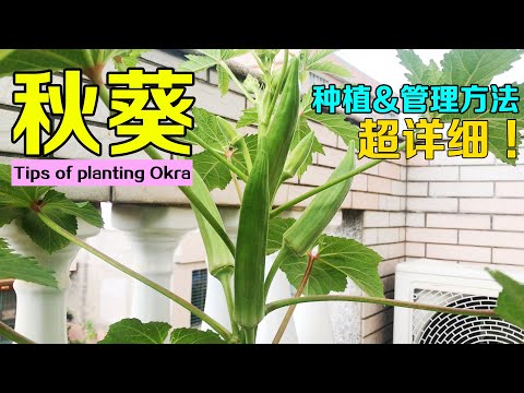 種植秋葵 - YouTube(7:42)