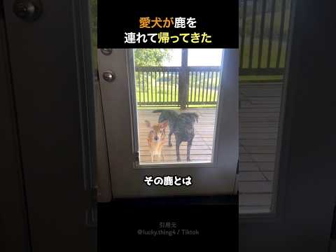 愛犬が鹿を連れてきた