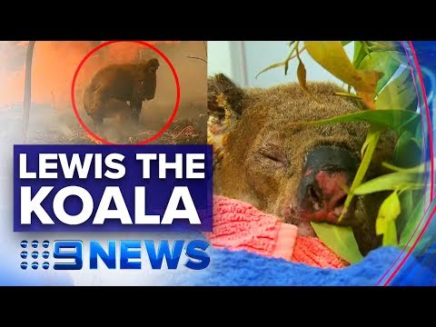 Woman reunited with brave koala she rescued from fire | Nine News Australia