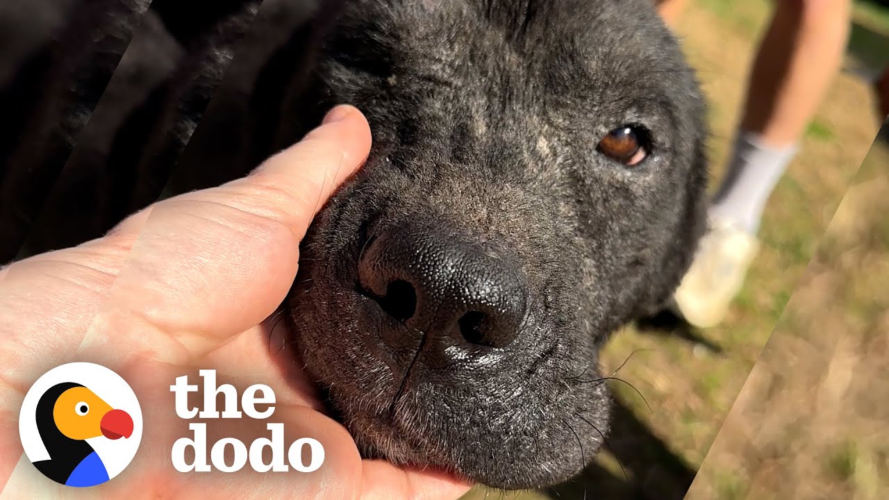 Stray Pittie Wanders To A Stranger S Home Looking For Help The Dodo