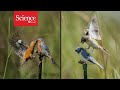Cappuccino Seed Eaters' Speciation Insights