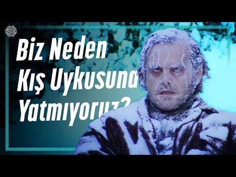 Biz Neden Kış Uykusuna Yatmıyoruz?