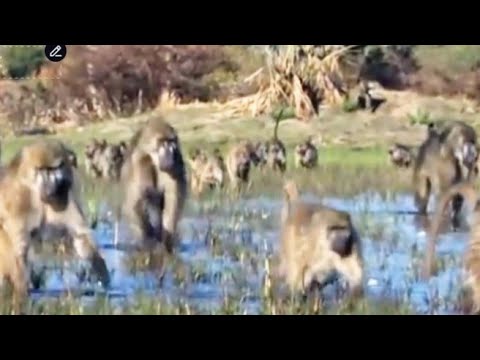 "Hungry Yellow Baboons: Searching for Their Next Meal"