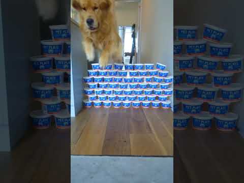 Marley is high jumping champion! Shocks his owners!?