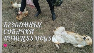Бездомные собачки и худенький щенок. Stray dogs and a skinny puppy.