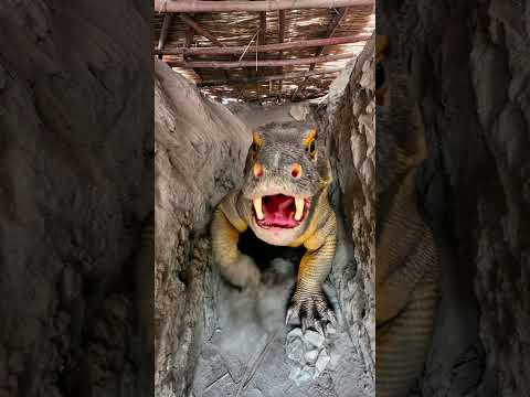 big comodo dragon chasing the colourfull chicks