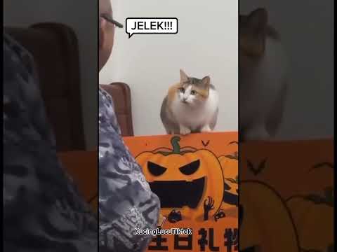 Hahaha #cat #kucingkucu #catlover #kucinglucu #shortsvideo #catyoutube #shorts