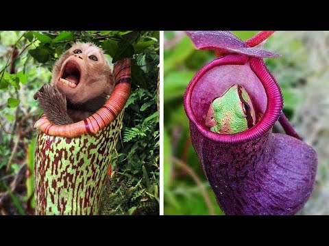 Estas Terribles PLANTAS se comen a los ANIMALES