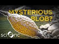 Understanding Bryozoans and Their Characteristics