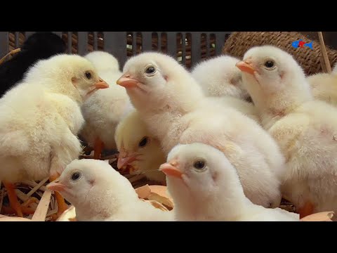 Amazing "MURGI" Hatching Eggs video || HEN harvesting egg to Chicks || CUTE New BORN Chick Run Race