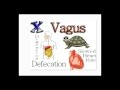 Cranial Nerve Functions and Roles
