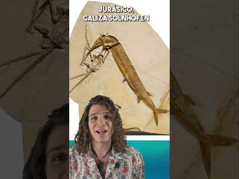 ¡Se quedaron ENGANCHADOS! #paleontologia #curiosidades #humor