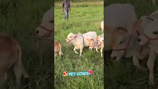 Cows Playing & Running Around in farm  #cow #littleradhe #farming #wow #lol #bull #farm #yt  #milk