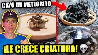 CRECE CRIATURA REAL en METEORITO CAÍDO en PANAMÁ! 💀