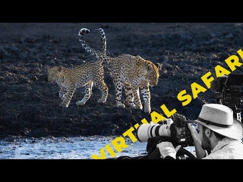 Injured Mother REUNITES with Her Cub- Virtual Safari #275