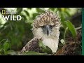 Philippine Eagle Conservation Challenges