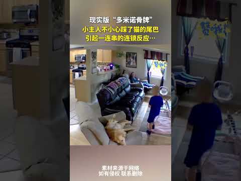 現實版“多米諾骨牌”，小主人不小心踩了貓的尾巴，引起壹連串的連鎖反應… #cuteanimal #cat #寵物