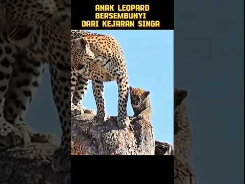 Anak Leopard Bersembunyi Dari Kejaran Singa