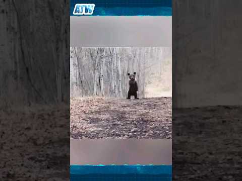 Hilarious Bear Cub's Dance: Trying to Scare Away the Photographer!