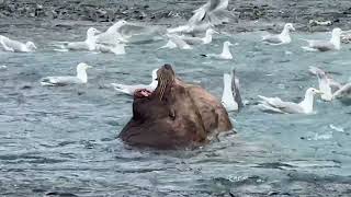 Sea lions feast on returning salmon at Prince William Sound fish hatchery in Alaska