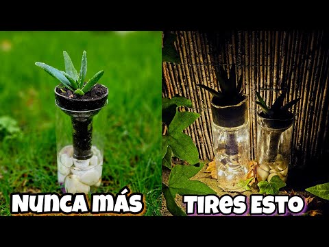 NUNCA MÁS TIRES ESTO! Botellas de vidrio o cristal usadas son un tesoro como MACETAS para Casa