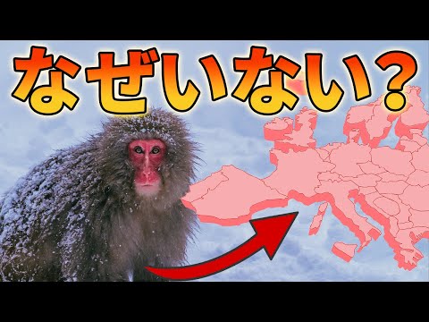 サルがヨーロッパにいない理由がこちら【解説動画】