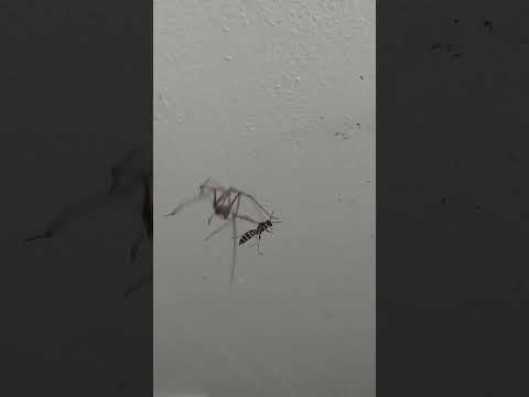 RAGNO GIGANTE vs VESPA: finale a sorpresa! GIANT SPIDER vs WASP: unexpected ending! #insects #spider