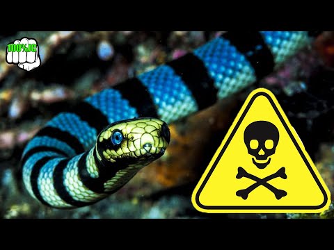 Serpientes De Mar O Serpientes Marinas Así Es Su Letal Veneno - 100%JC