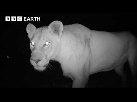 Wildlife Camping Under The Stars | BBC Earth