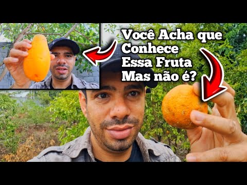 Frutas que você NUNCA viu: Frutas EXÓTICAS do Sítio!