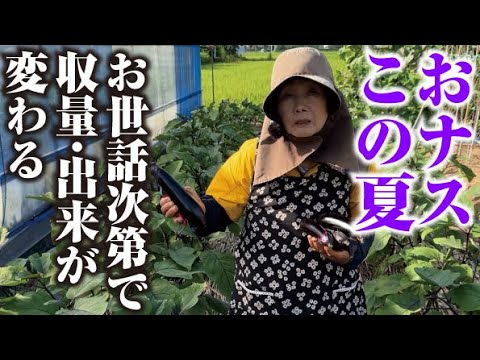 【今年は特に気を付けます】猛暑・水不足にも負けないナスを作ります【追肥】【ナス手入れ】【清黒中長ナス】【ナス】
