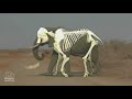 Exploración del Mundo Animal