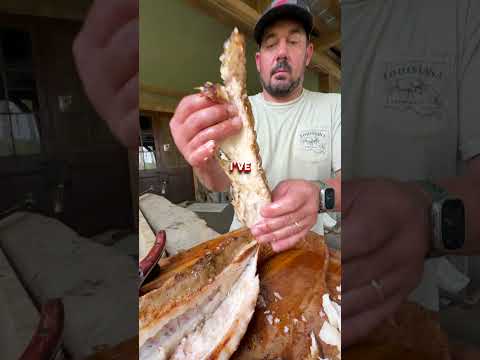 🐊 Gator Tail Part 4!